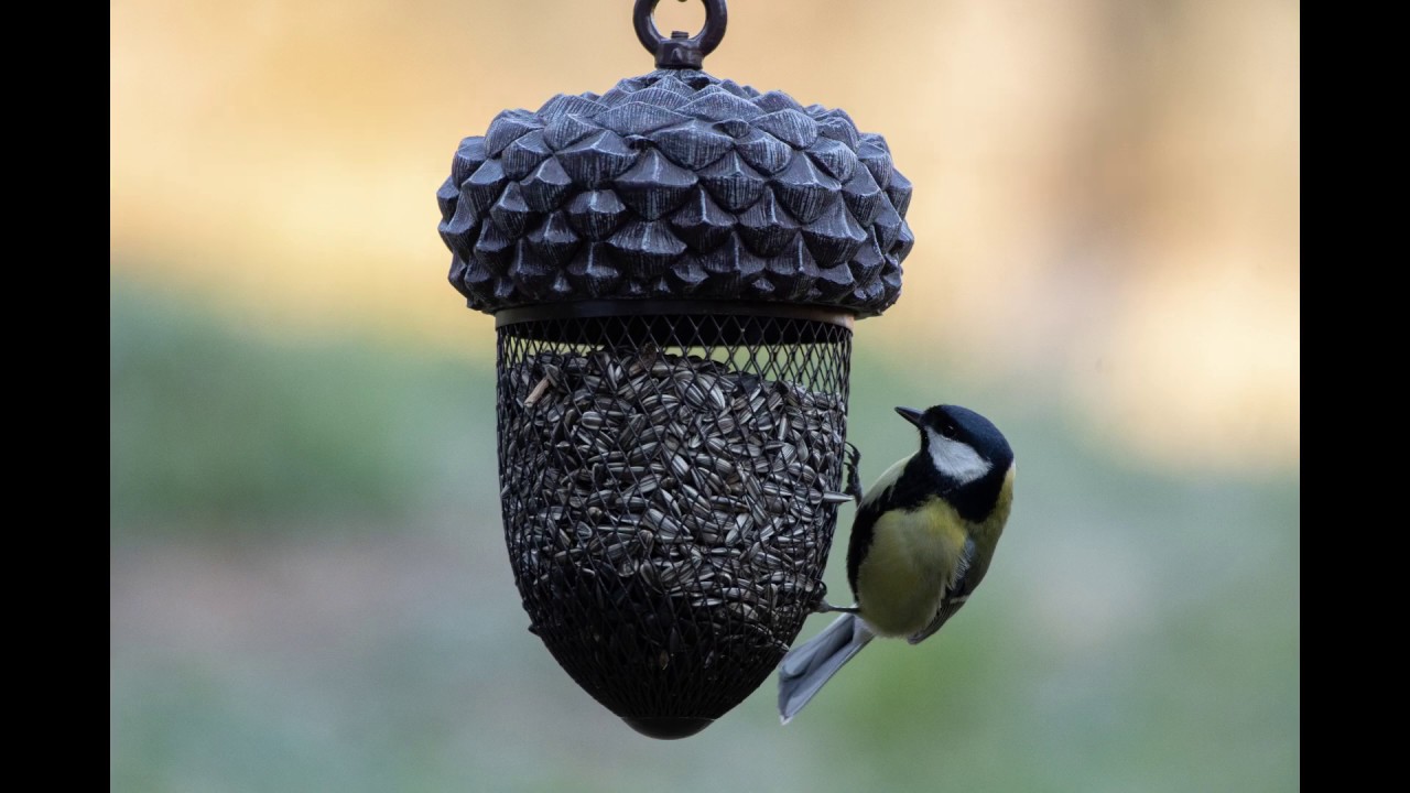 Moj mali svet predstavlja: ČUDOVITI ZVOKI NAŠIH PTIC PEVK