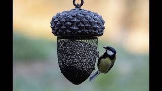 Moj Mali Svet Predstavlja Čudoviti Zvoki Naših Ptic Pevk