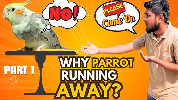 How To Stop Parrot Running Away From You | Parrot Training Tips
