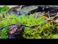 コケリウム水槽でニホントカゲを飼育したい