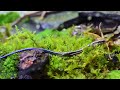 コケリウム水槽でニホントカゲを飼育したい