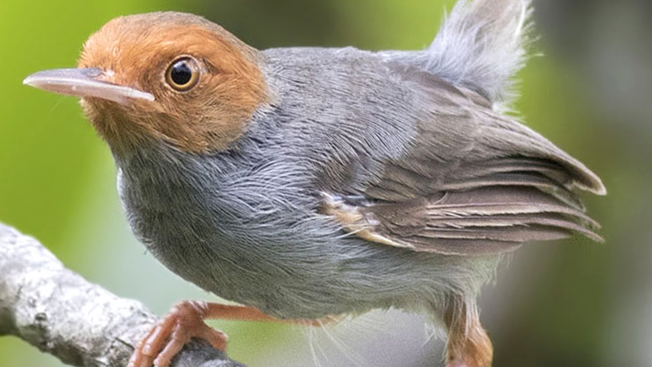 Tiếng chim sâu đầu đỏ mồi - tiếng chim sâu đầu đỏ - sâu đầu đỏ hót - Tieng Hot TV