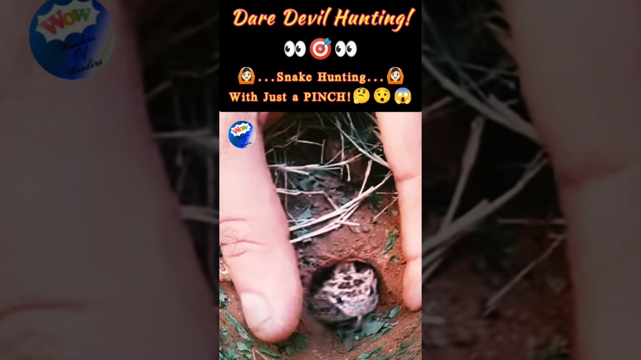 Dare Devil Hunting; Snake Hunting with Just a PINCH 👀 | Dare Devil 3.| A Very Dangerous Act 🚫🎯🚫