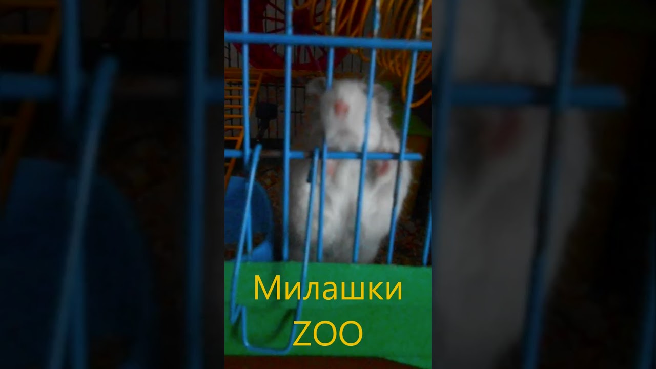 Смешная Ореша Funny Oresha