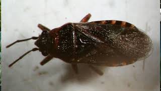Elm Seed Bugs Explained Elm Seed Bugs Spreading Across Utah Kutv Beeline Pest Control