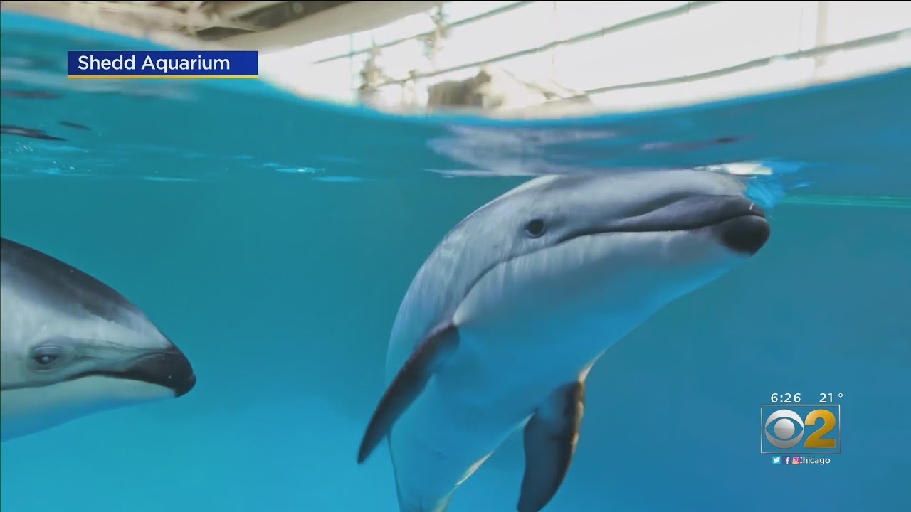 Fourth Graders Across City Select 'Harmony' As Name For Shedd Aquarium's Newest Dolphin
