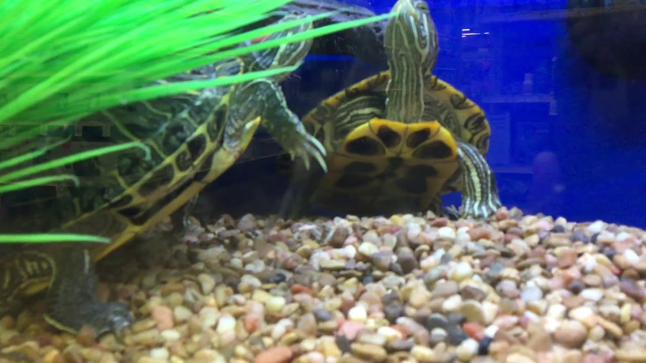 Beautiful Red Eared Sliders at Petsmart 