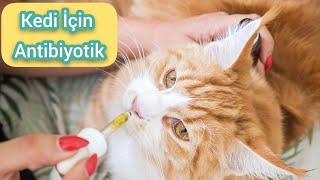 Kedi Icin Antibiyotik Youtube