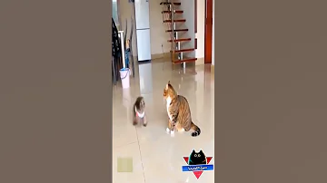 قط وكلب مغرور مضحك جدا قطط مضحكة مواقف مضحكة مقاطع مضحكة فيديوهات مضحكة دموع الكوميديا 