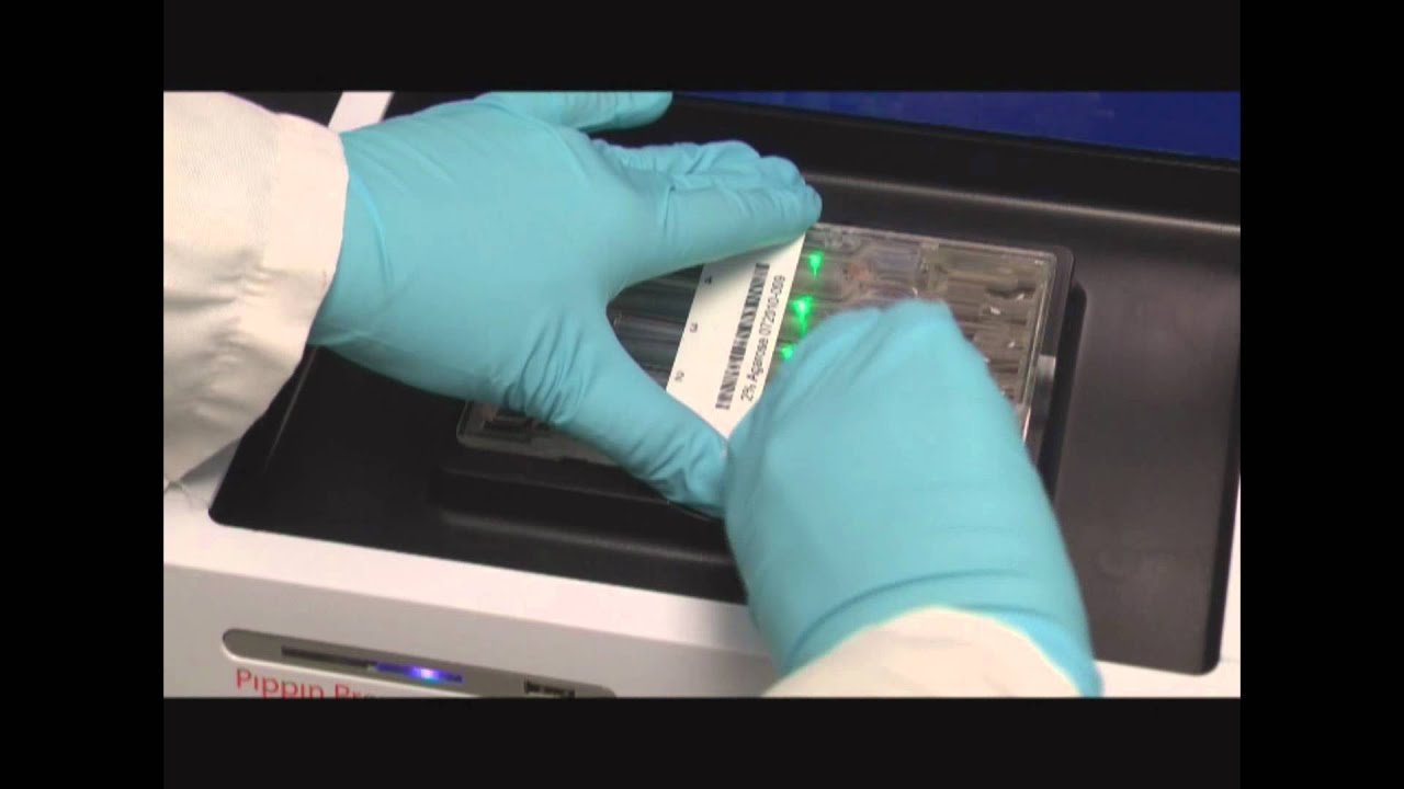 Tutorial How to Prepare a Cassette for the Pippin Prep or BluePippin