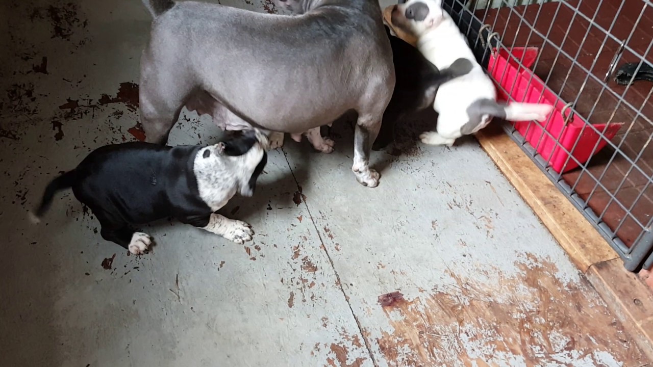 royal kennels bullies