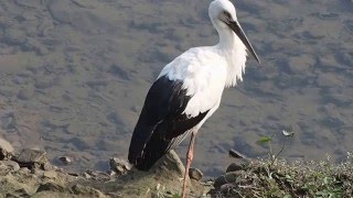 1050109基隆河南港段水域東方白鸛5