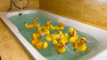 Ducklings Swim In The Bath 