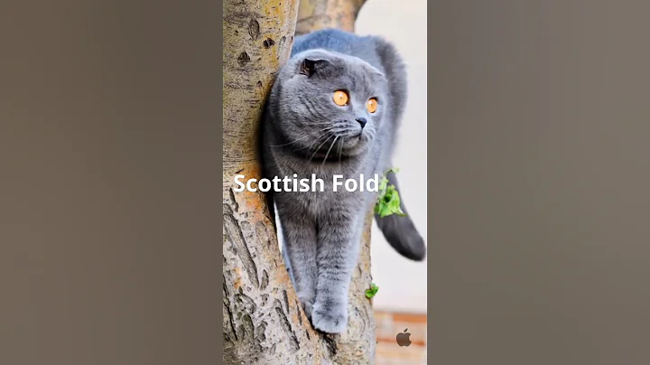 Watch the video about 🐱 Top 10 Most Famous Cat Breeds in the World | Viral Cat Breeds You Need to Know #shorts