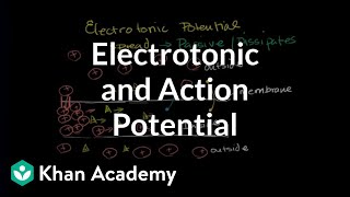Electrotonic And Action Potentials Human Anatomy And Physiology Health Medicine Khan Academy