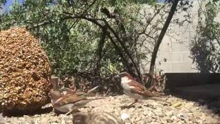 Quail Babies May 26, 2016