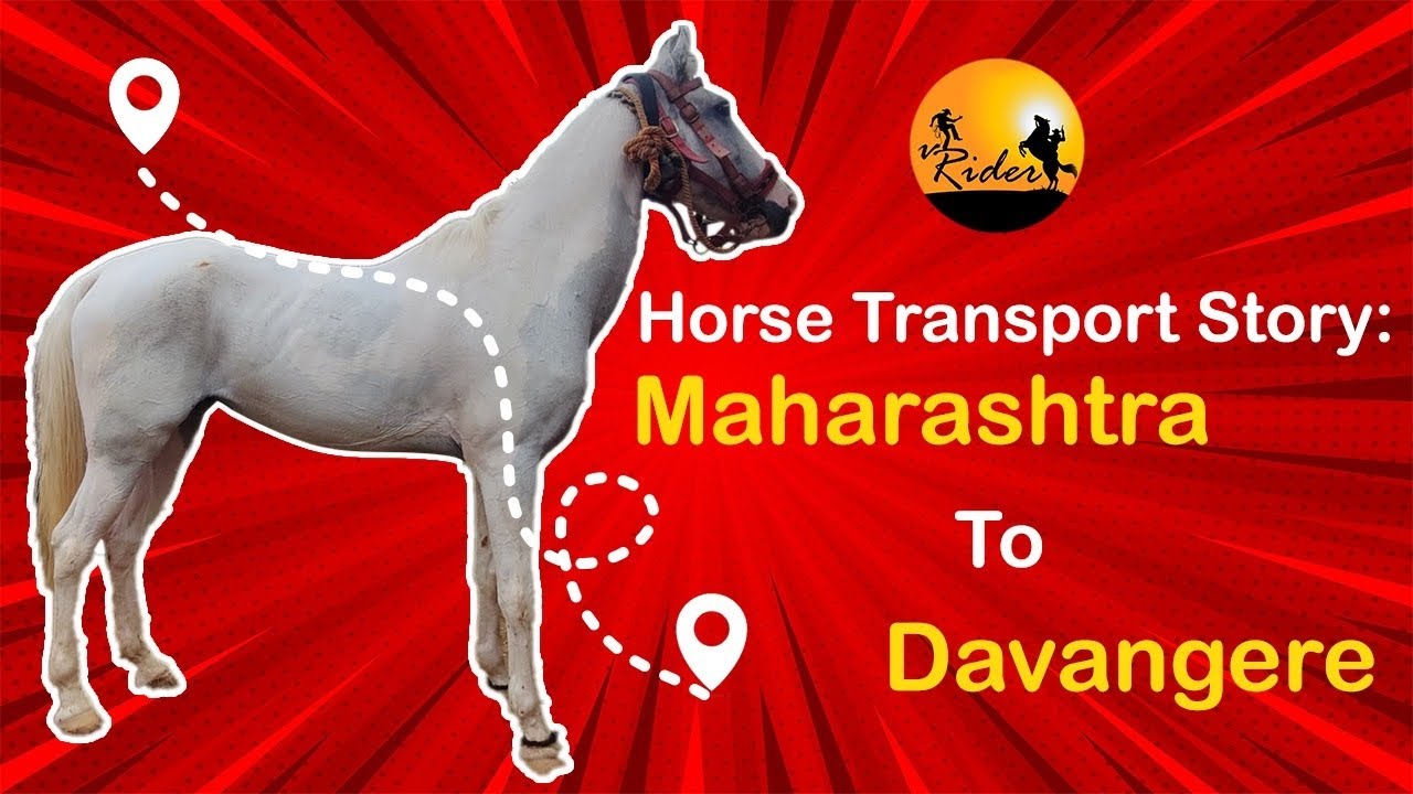 HORSE TRANSPORT AKLUJ TO DAVANGERE 