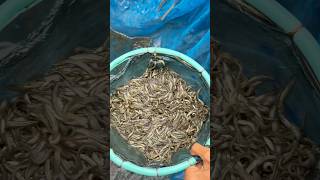 তারাবাইম মাছের পোনা চাষ করুন #reelsvideoシ #FishFam #fishfarming