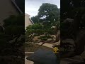 Tanaman hias Bonsai Cemara Sinensis Milik Ketua PPBI Kota Bandung #bonsai #cemarasinensis #kebun