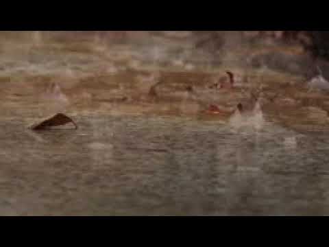 أراقب المطر جوري الهاشمي اجمل ماقيل عن المطر