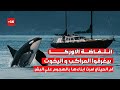 المخلوقات البحريه وحيتان الاوركا أعلنت التمرد ضد الإنسان
