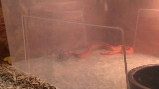 Užovka červená - krmení 01.06.2018