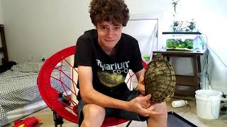 Red ear slider turtle care guide