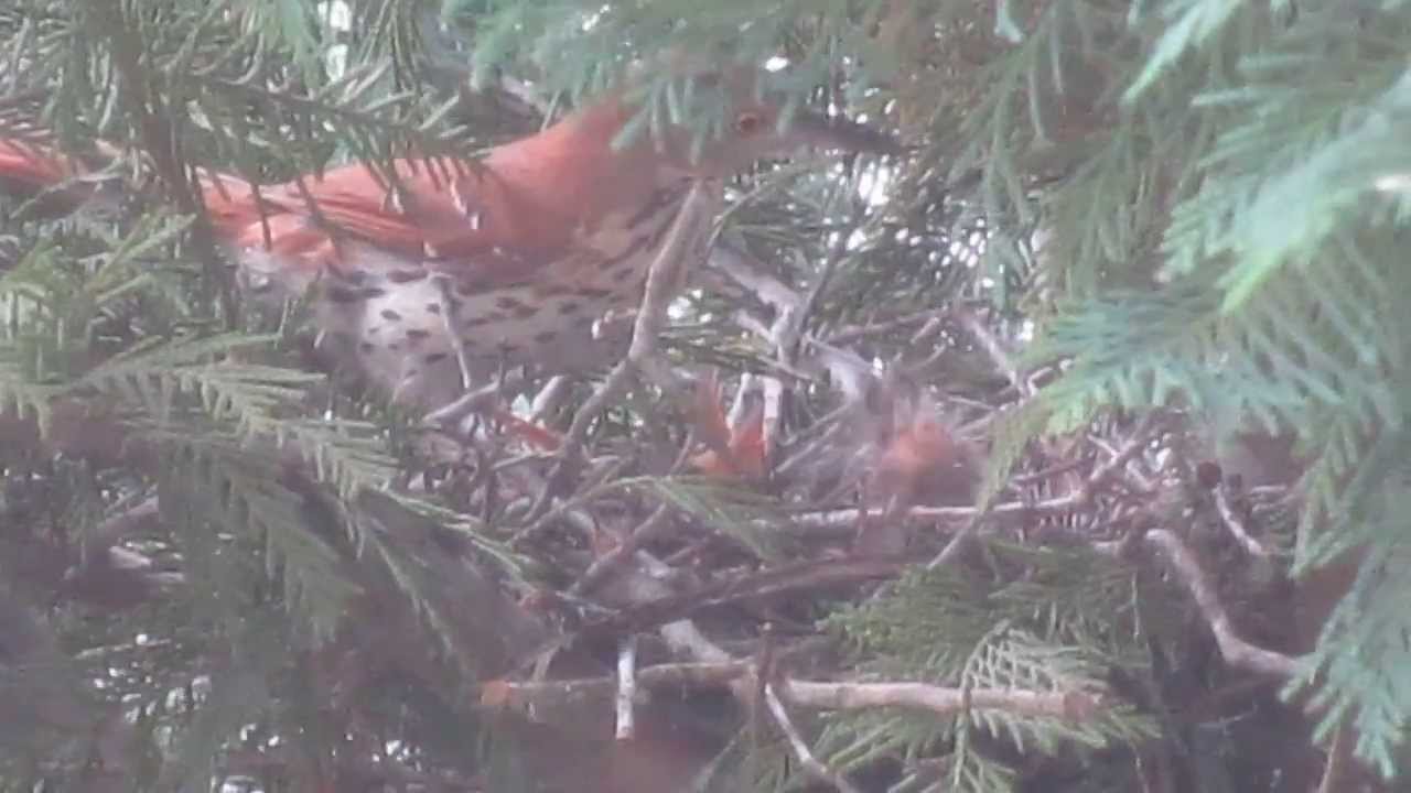 Brown Thrasher feeding babies 