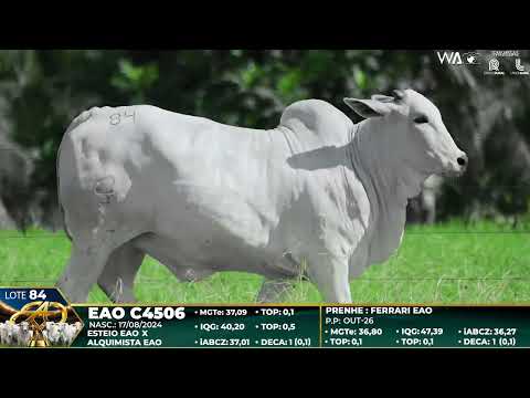 LOTE 84
