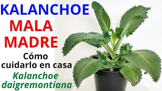 Kalanchoe Malamadre Plant, Aranto Plant