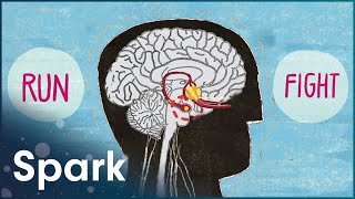 How To Hack Your Stress Response l The Truth About Stress l Spark