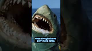 Did you know this about Jaws? #jaws #sharks #shorts