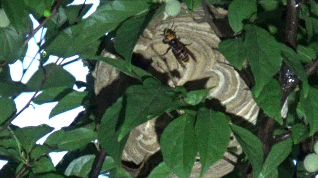 郡山市でスズメバチ駆除 蜂駆除 動画で見るルイワン実績