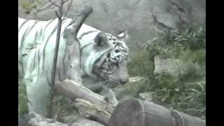 Vietnam tiger 2012 - Tiger in world - Tiger world favourite animal