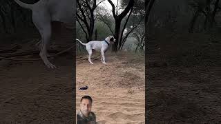Dog lover #dog #shorts #short #shortvideo #viral #trending #trend #yt #youtube #subscribe #reels #1m
