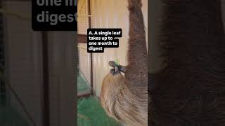 One of these sloth facts is a lie…do you know which one? 🦥 Come visit Molly for yourself at One of these sloth facts is a lie…do you know which one? 🦥 Come visit Molly for yourself at