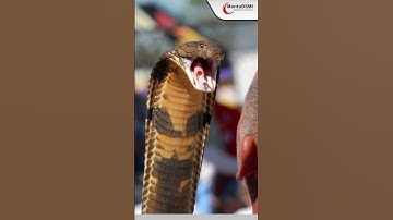 CARA MEMBEDAKAN GIGITAN ULAR BERBISA & ULAR TIDAK BERBISA #short #snake #venomous #sehat