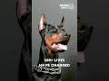 Simon Says Foundation saves dogs EVERY DAY! Over 500 Dobermans saved  in California so far in 2026.