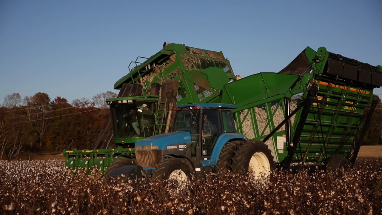 Suffolk cotton farmer discusses difficult year