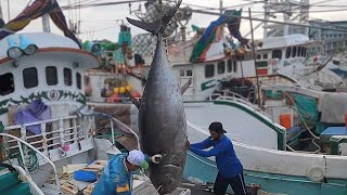 900 Pound Monster! Masterful Cutting of Giant Bluefin Tuna 🐟🔪