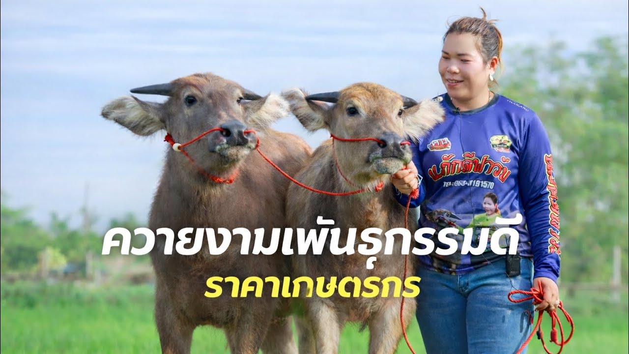 💥ควายสาวน้อยหนุ่มน้อย พันธุกรรมดี กว่า7ตัว,065-3191570นงลักษณ์ น.ภักดีฟาร์ม อ.ชื่นชม จ.มหาสารคาม