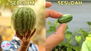 Membuat Ilmuan Tercengang! Buah Hasil Persilangan Terunik Yang Pernah Ada