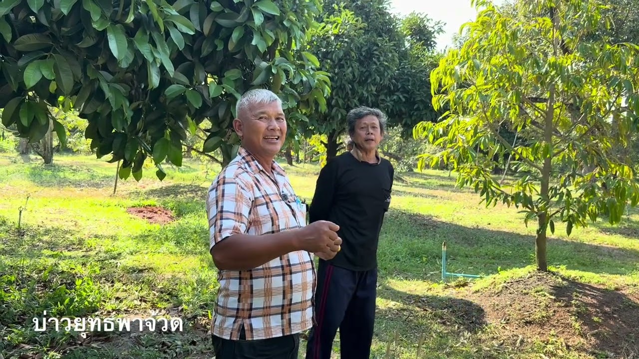สวนทุเรียนรอตัดต้นไปโรงเลื่อยรักษาด้วยจุลินทรีย์ 17 พด. ฟื้นมีชีวิตออกลูกผล | อ.พรต | บ่าวยุทธพาจ้วด