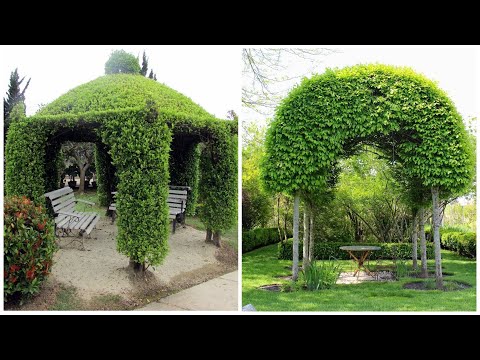 Landscape design ideas: "live" gazebo! 35 examples of arbors made of trees, braided rods!