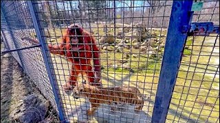 AMAZING! An orangutan has adopted an AMUR TIGER CUB!