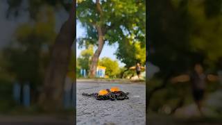 Mango or orange? Millipedes like them all #millipede #giantmilipede