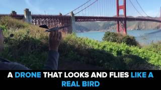 The Bionic Bird