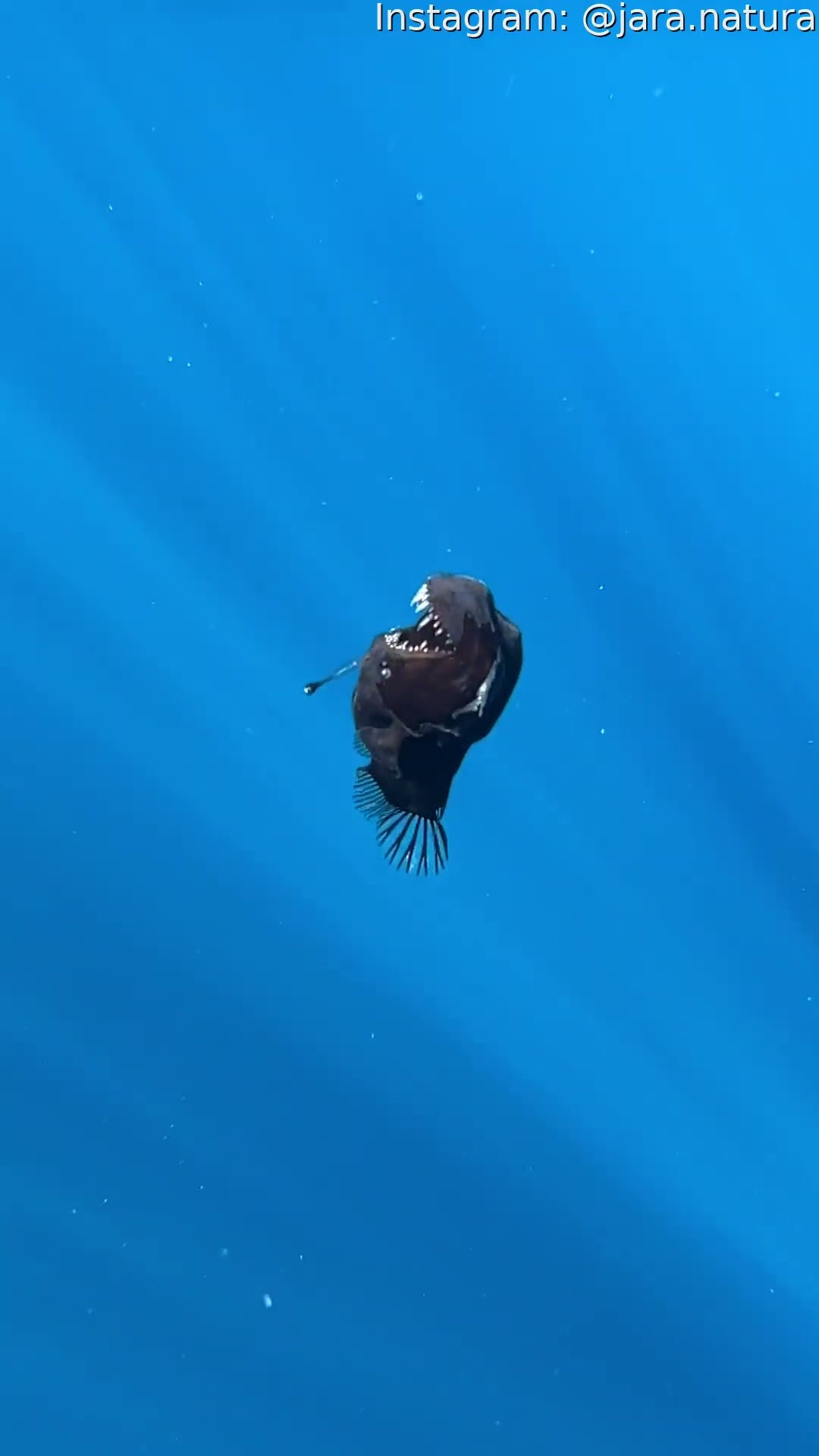 Extremely Rare Sighting Of Humpback Anglerfish Near Tenerife Coast || ViralHog