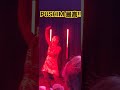 PUSHIM LIVE!!
