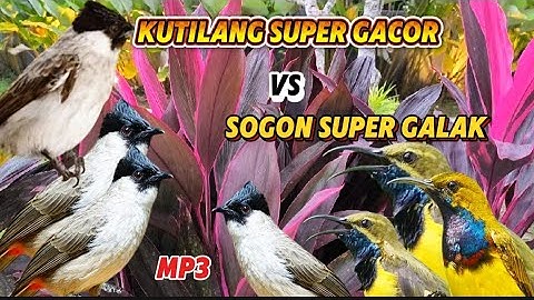 Suara Pikat Kutilang gacor vs Suara Pikat Sogon super Ganas mp3 Jernih Auto Nyaut